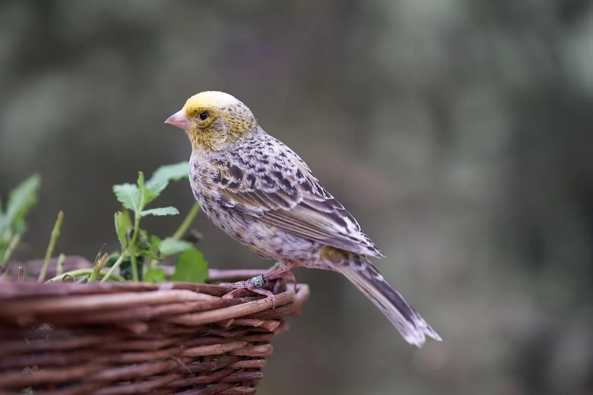 A Beginner's Guide to Identifying Common British Garden Birds
