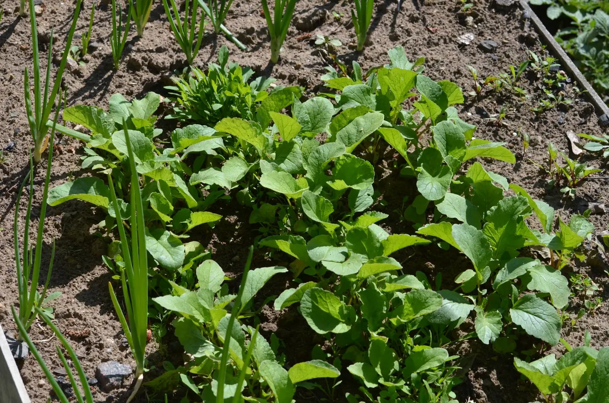 Growing Vegetables in Raised Beds: A Beginner's Guide for Small Gardens