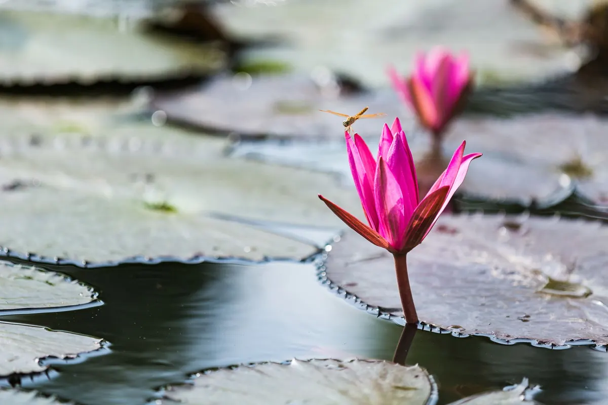 How to Create a Wildlife Pond in a Small Garden