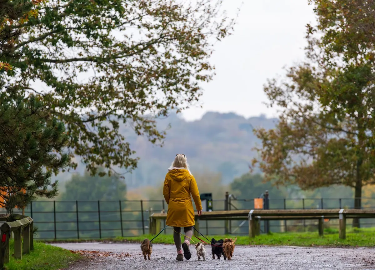 The Ultimate Checklist for a Safe Countryside Walk with Your Dog