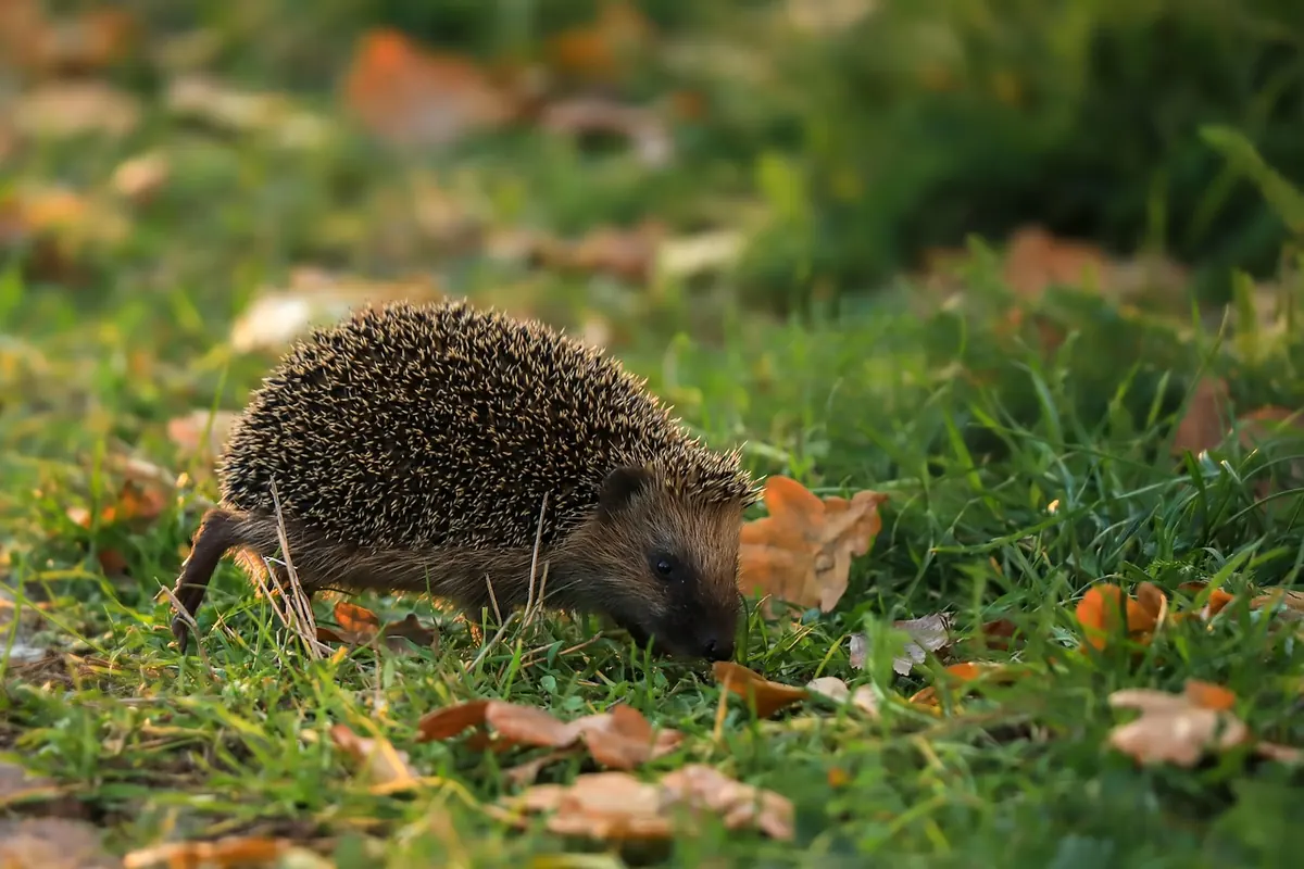 Why Hedgehogs Are Disappearing from British Gardens and How to Help